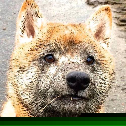 开云官网-东方智慧对阵南美狂舞，当福登在终极回合刺穿神话