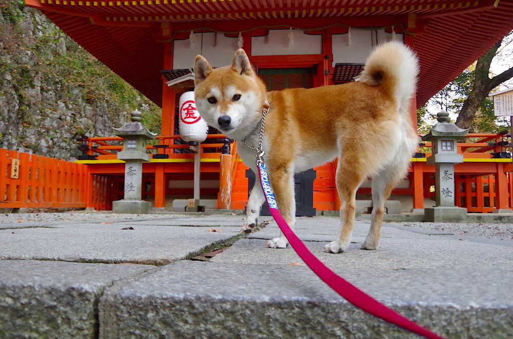 当红黑丝绸遇见太极虎，京多安在矛盾空间中的艺术解构
