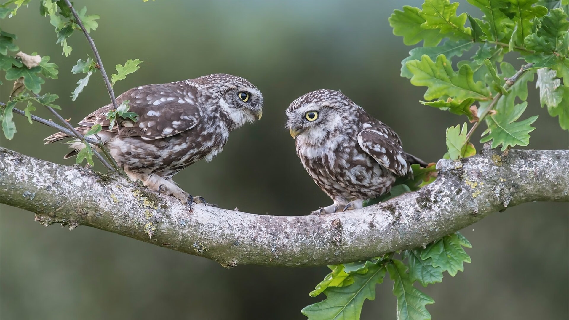 开云官网-红黑风暴席卷安菲尔德，AC米兰战术完胜利物浦，世界排名争夺战再燃烽火