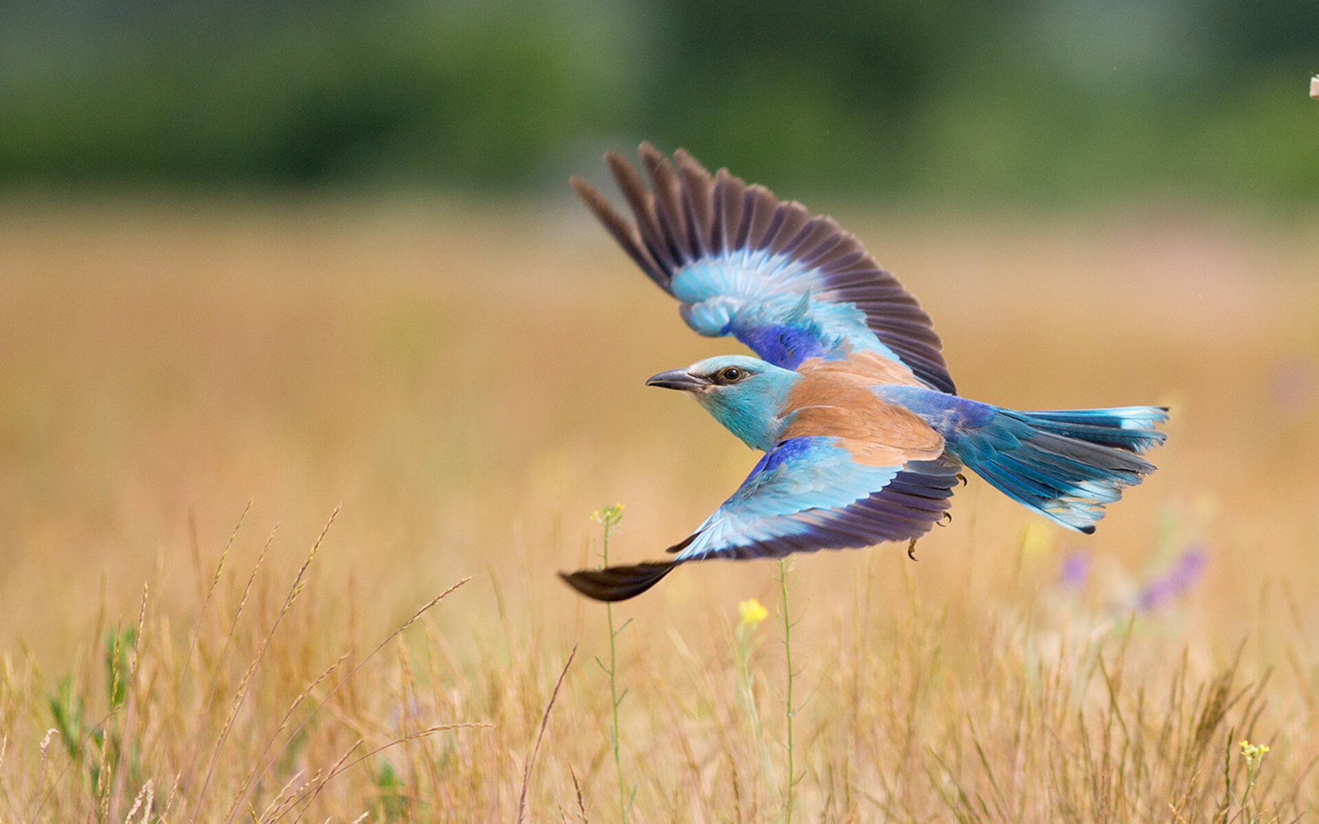 开云平台-复仇之火!阿坎吉2球弑旧主,雷恩雪耻淘汰拜仁