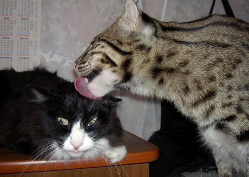 开云官网-金色风暴席卷钱塘，拉梅洛末节20分助勇士冲垮浙江