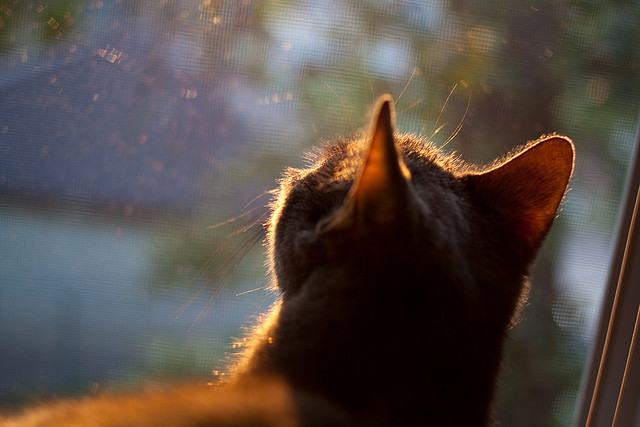 当天山军团遇上紫禁勇士，一场CBA版的NBA总决赛级绞杀