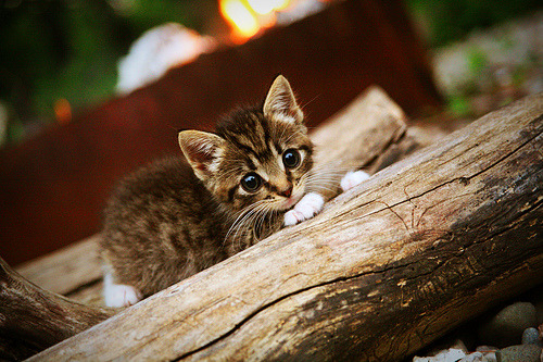 德甲争冠战之夜,今夜他用征服完成加冕
