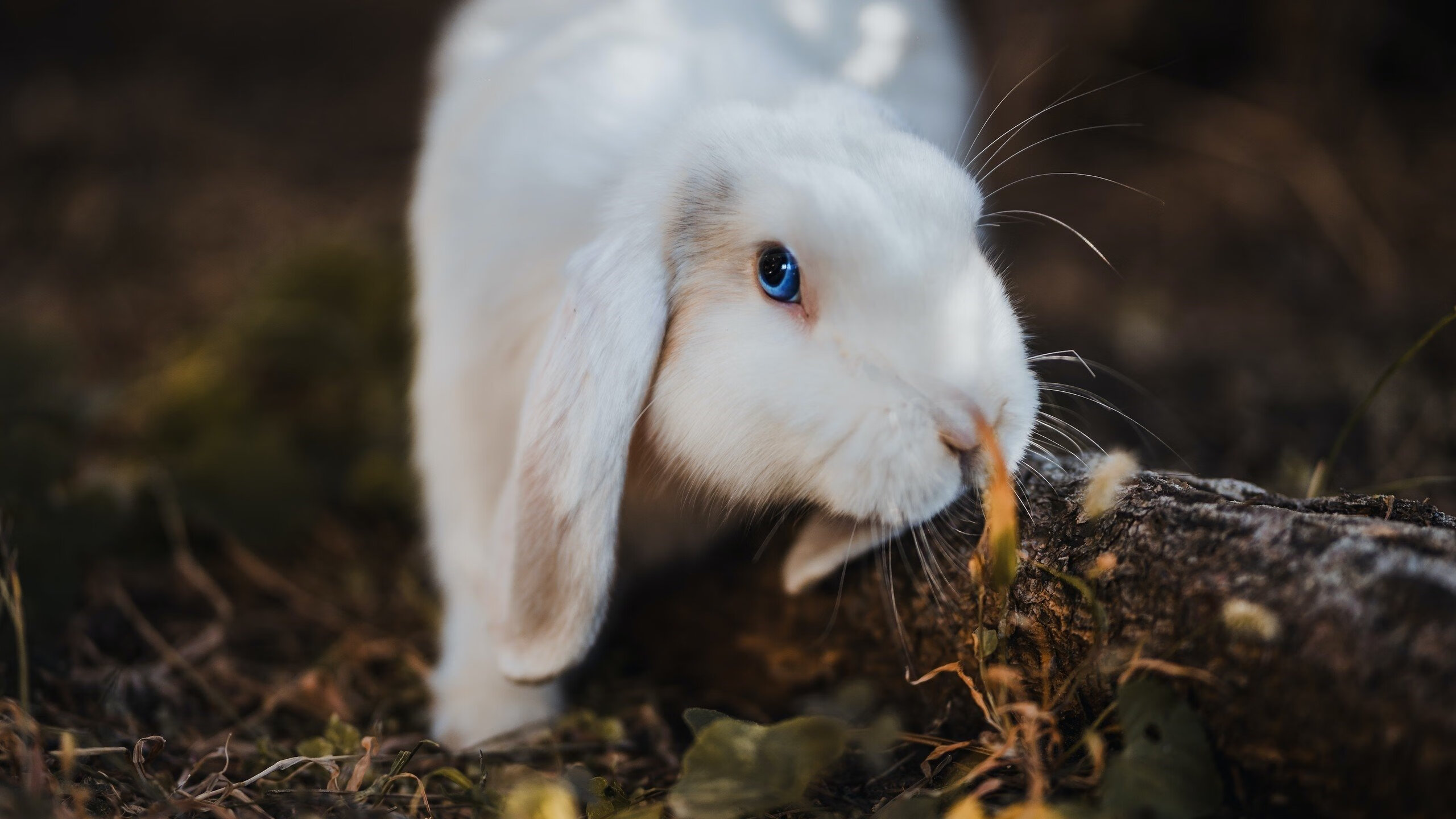 开云体育中国-跨界巅峰战,库里补时三分箭,快船险胜广东