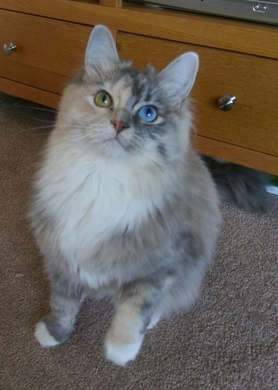 开云APP-瑞士军刀出鞘!武切维奇全能发挥助掘金击溃篮网