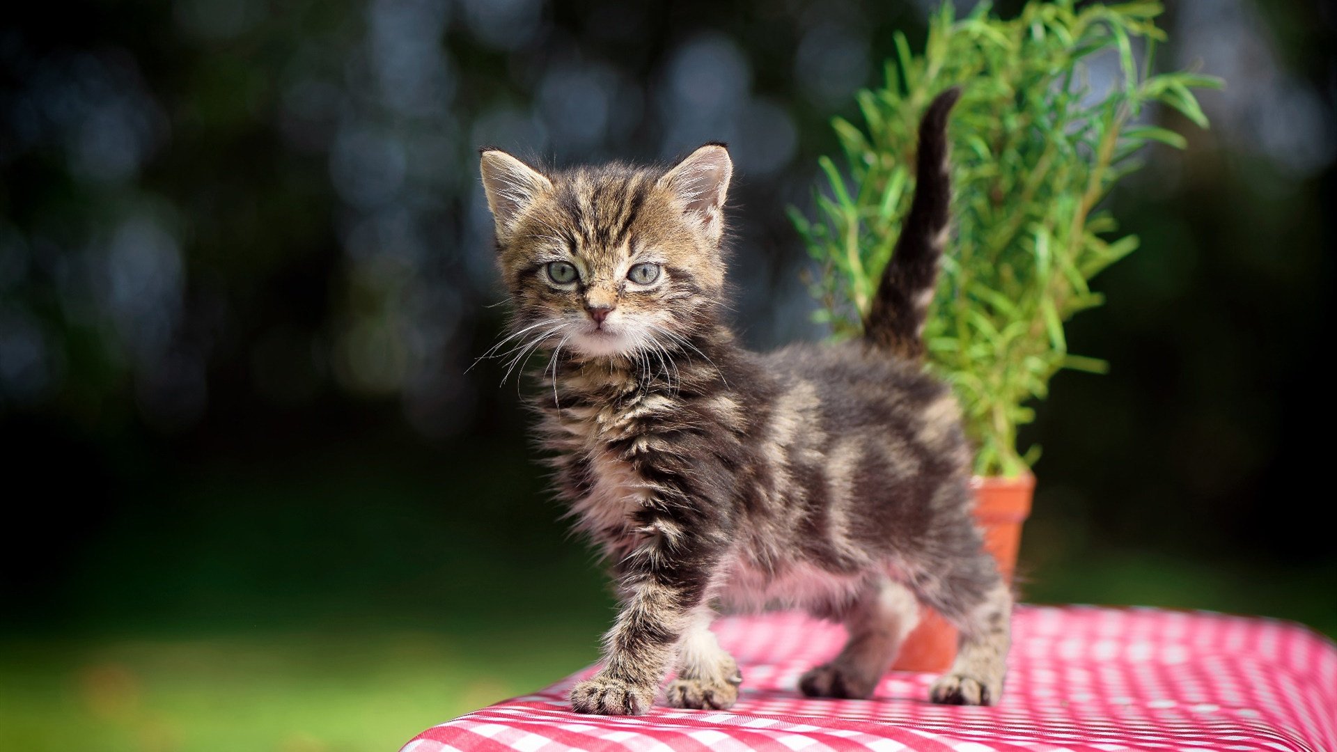 开云官网-迈阿密决战钱塘江,当热火的烈焰燃过浙江潮