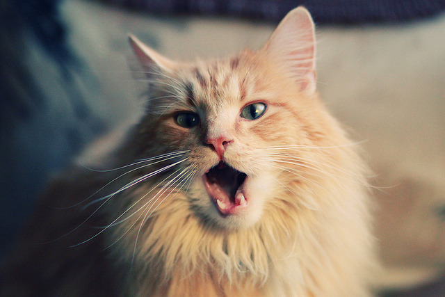 舞台落幕处,号角吹响时,尤文带走贝蒂斯,恰是孙兴慜们的新序章