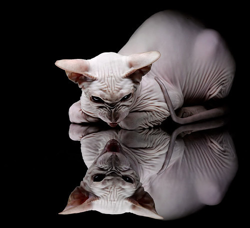 京寒压倒热，布伦森关键时刻的逆袭之舞