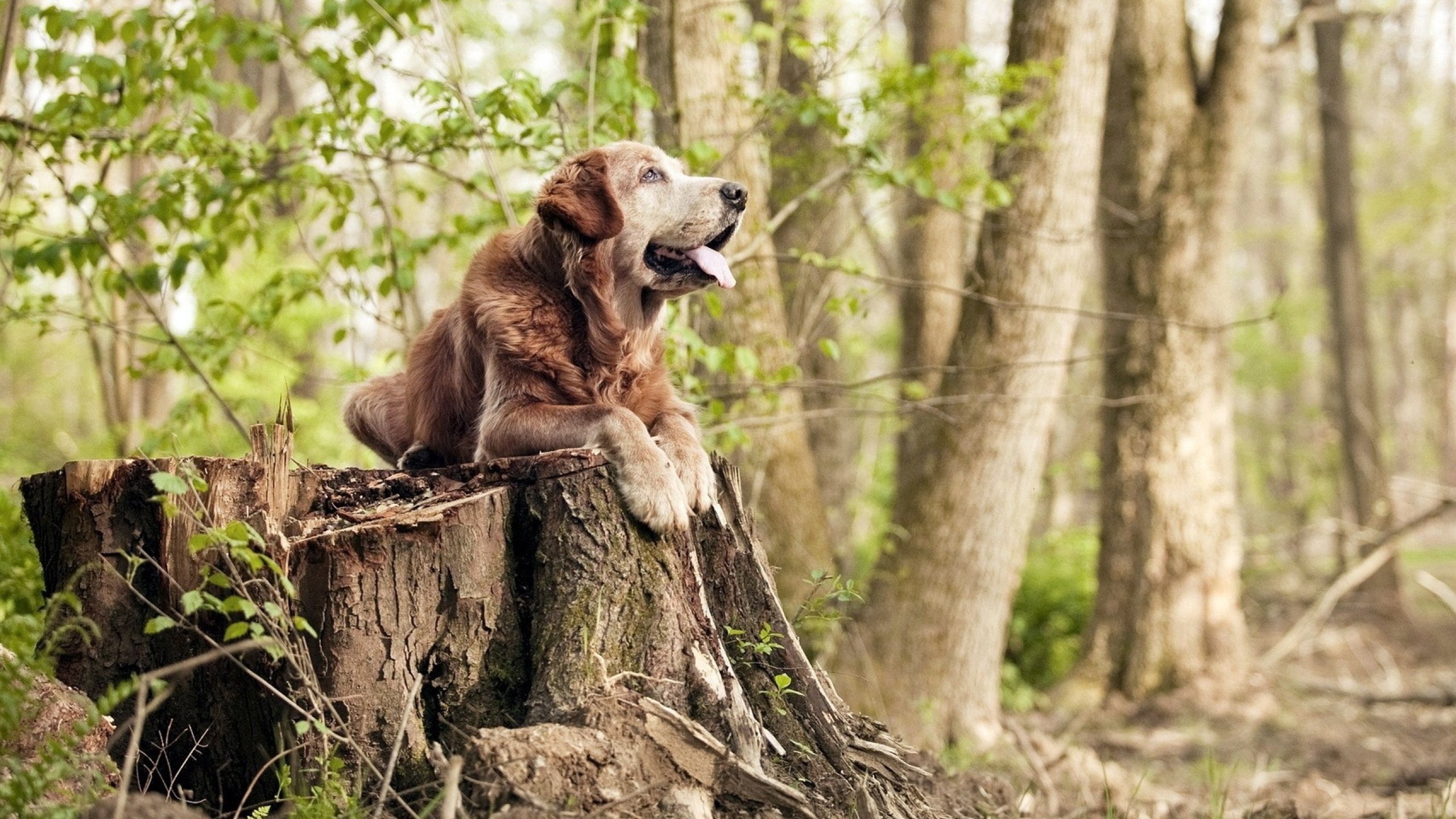 跨洋连线,马克西三加时制胜一击,步行者囚笼战术封锁上海队反扑