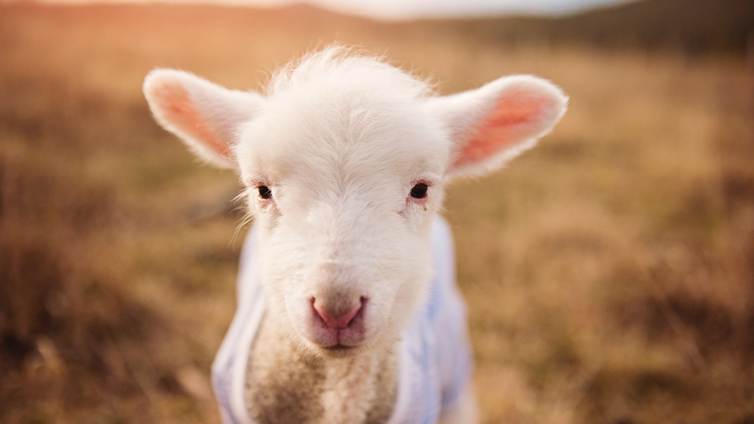 蒙扎的刀锋，亚诺河的倒影，当芬兰冰人于佛罗伦萨加冕