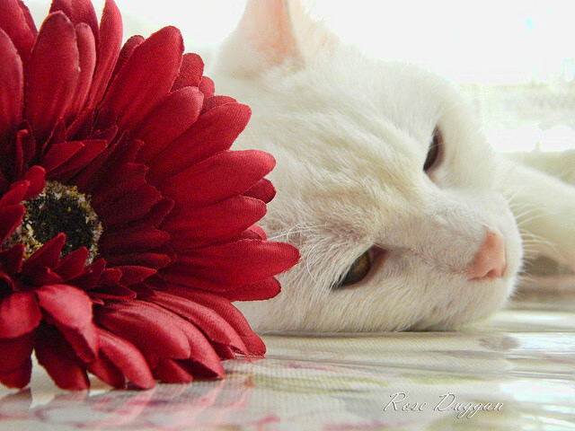 开云平台-绝境逆转！拉文末节20分拯救休斯顿，火箭淘汰快船晋级