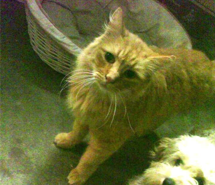 冰与火的哲学，罗德里如何在沸腾的北美之夜用冷静征服一切