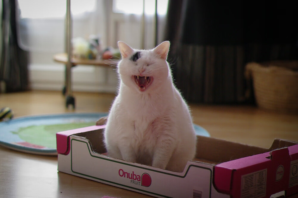 安第斯雪崩,哥伦比亚的暴雨夜是如何一波带走蓝黑军团的