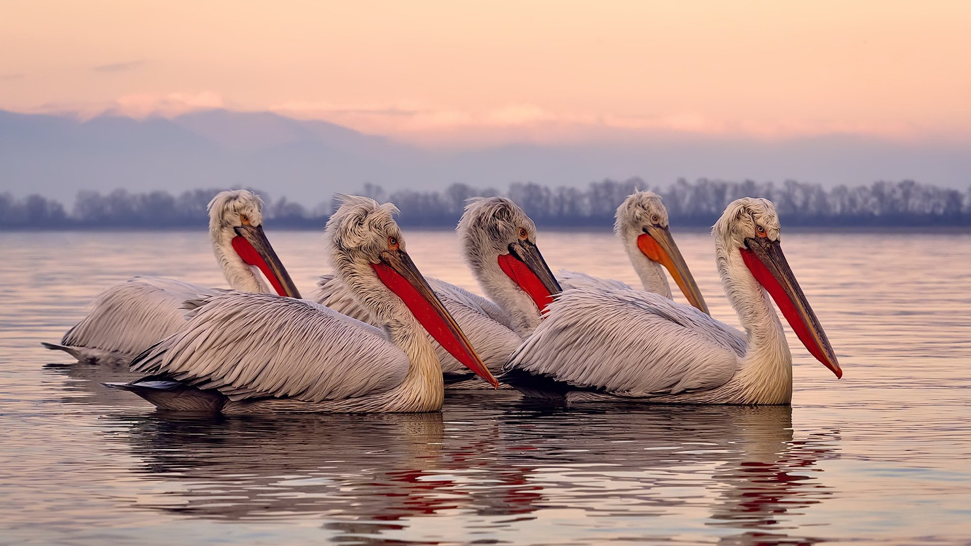 击穿剧本，当希腊神兽在好莱坞的星光下咆哮—字母哥生涯之夜与一场被篡改的篮球叙事
