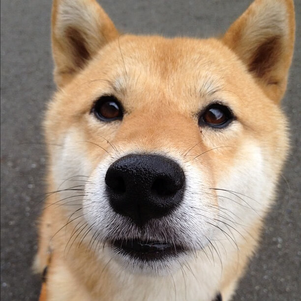 跨联赛的奇迹,莱奥的炽热爆发与英格兰联队的精密胜利