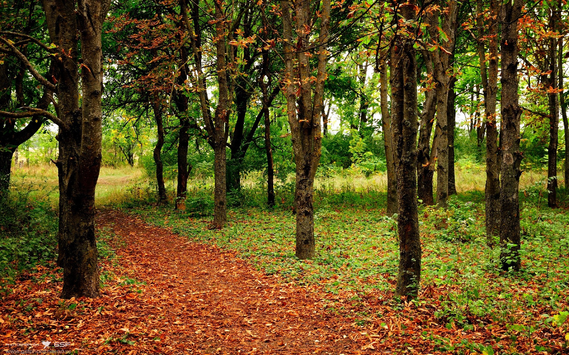 年度焦点之战夜，马克西的冰刃时刻