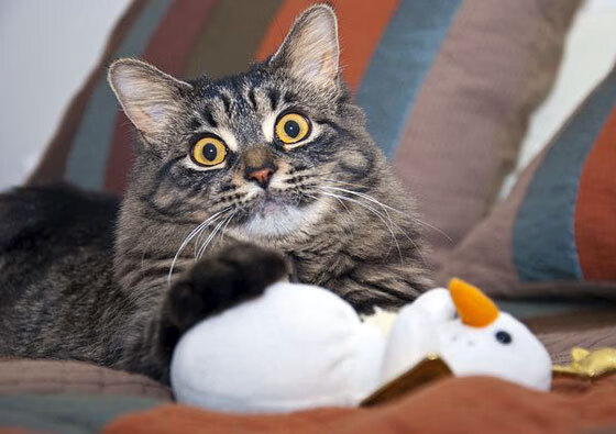 开云体育入口-篮球之子文班亚马，与新疆的隔空连线，一场跨时空的转世传说