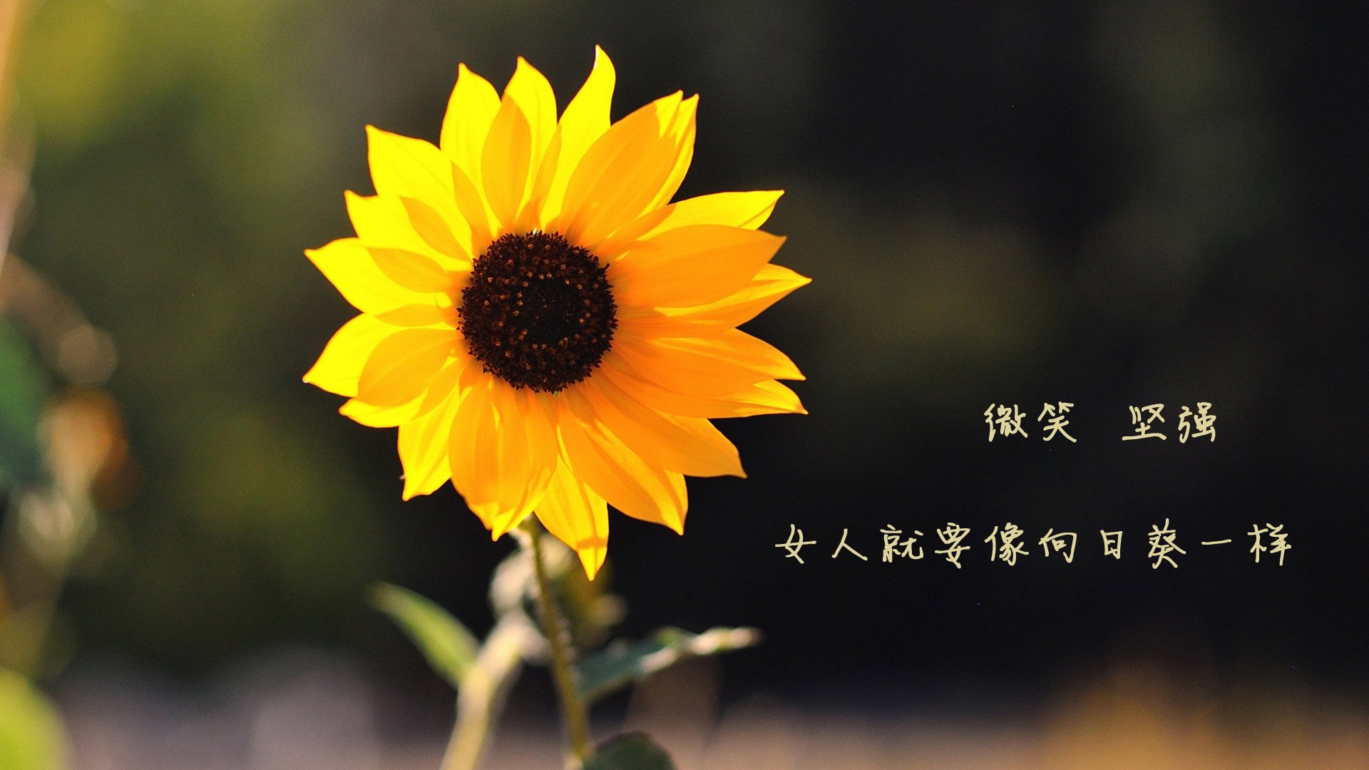 北欧风暴冲垮加勒比海防线，斯通斯一夫当关诠释最佳无争议