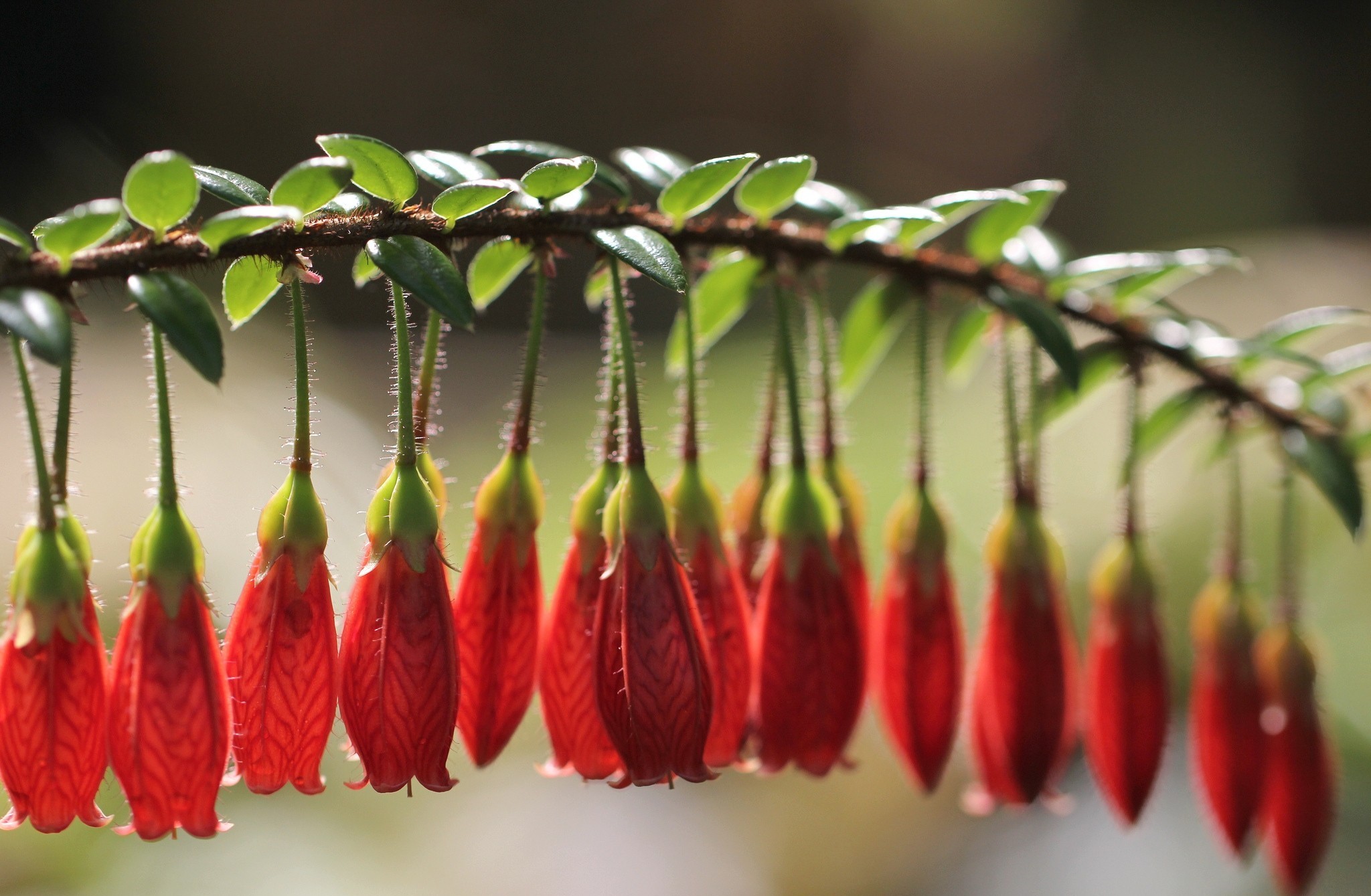 沙漠风暴席卷星条旗，2026世界杯F组关键战，伊拉克横扫美国，贝林厄姆独木难支